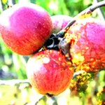 colore-scherma