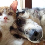 Concorso fotografico per cani e gatti