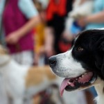 Concorso fotografico Scatti Bestiali
