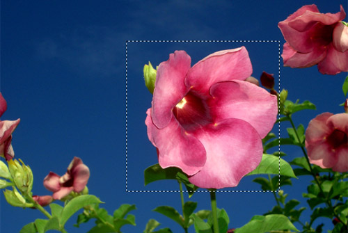 Selezione attorno al fiore con Adobe Photoshop