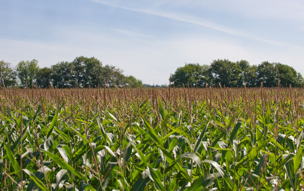 premio fotografico internazionale obiettivo agricoltura